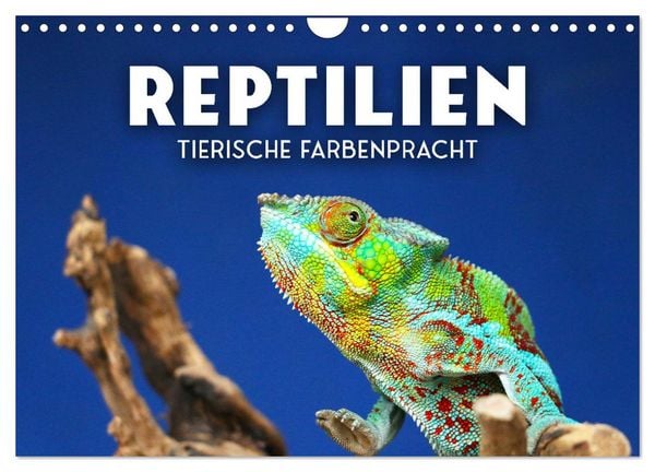 Produktbild: Reptilien - Tierische Farbenpracht (Wandkalender 2026 DIN A4 quer), CALVENDO Monatskalender