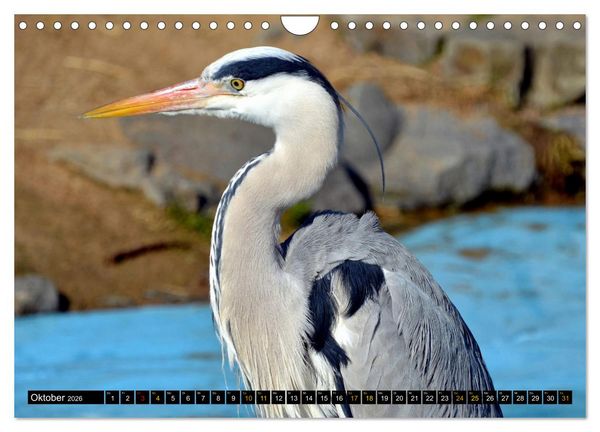 Produktbild: V&ouml;gel im Fokus - Ausdrucksstarke Vielfalt in der Vogelwelt (Wandkalender 2026 DIN A4 quer), CALVENDO Monatskalender