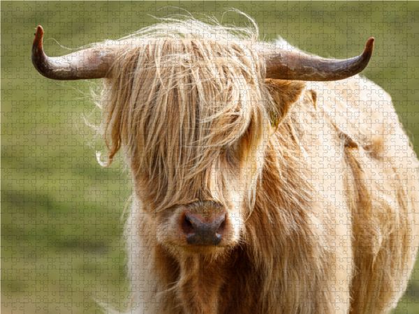 Produktbild: CALVENDO Puzzle Schottische Highland Kuh | 1000 Teile Lege-Gr&ouml;&szlig;e 64x48cm Foto-Puzzle f&uuml;r gl&uuml;ckliche Stunden