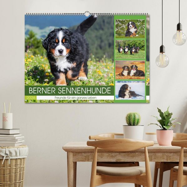 Produktbild: Berner Sennenhunde - Freunde f&uuml;r ein ganzes Leben (Wandkalender 2026 DIN A2 quer), CALVENDO Monatskalender