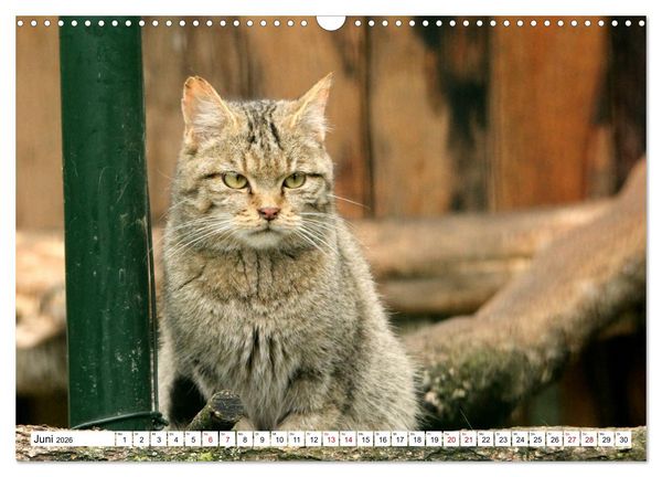 Produktbild: Wildkatzen - Die lautlosen J&auml;ger des Waldes (Wandkalender 2026 DIN A3 quer), CALVENDO Monatskalender