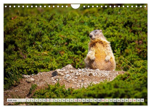 Produktbild: B&uuml;ndnerland (Wandkalender 2026 DIN A4 quer), CALVENDO Monatskalender