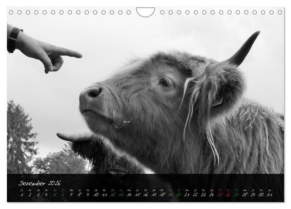 Produktbild: Highland Cattle vom Nordlicht - Faszination Hochland Rind (Wandkalender 2026 DIN A4 quer), CALVENDO Monatskalender