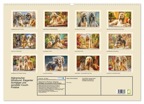 Produktbild: Afghanischer Windhund. Eleganter Sichtj&auml;ger und sensibler Couch-Potatoe (Wandkalender 2026 DIN A2 quer), CALVENDO Monatskalender