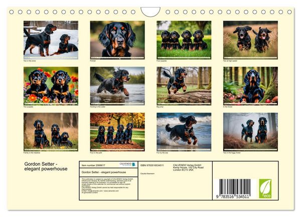 Produktbild: Gordon Setter - elegant powerhouse (Wall Calendar 2026 DIN A4 landscape), CALVENDO 12 Month Wall Calendar