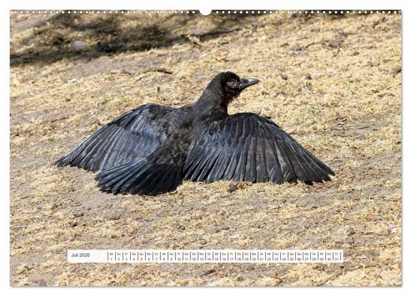 Produktbild: Kr&auml;henkinder - Schwarz, niedlich und immer hungrig (Wandkalender 2026 DIN A2 quer), CALVENDO Monatskalender