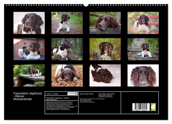 Produktbild: Faszination Jagdhund - Kleiner M&uuml;nsterl&auml;nder (hochwertiger Premium Wandkalender 2026 DIN A2 quer), Kunstdruck in Hochglanz