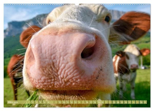 Produktbild: Kuh-Idylle: Suchen Sie die Ruhe in der Natur? (Wandkalender 2026 DIN A2 quer), CALVENDO Monatskalender
