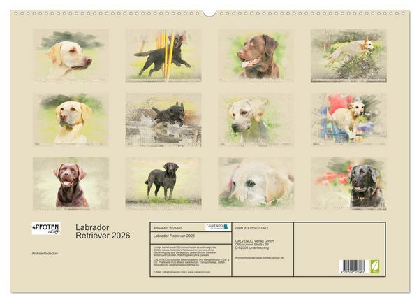 Produktbild: Labrador Retriever 2026 (Wandkalender 2026 DIN A2 quer), CALVENDO Monatskalender