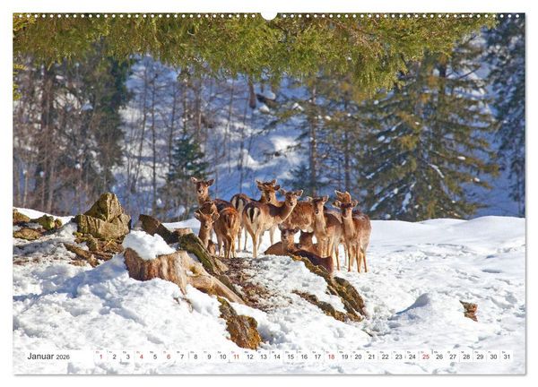 Produktbild: Waidmannsheil und Waidmannsdank (hochwertiger Premium Wandkalender 2026 DIN A2 quer), Kunstdruck in Hochglanz