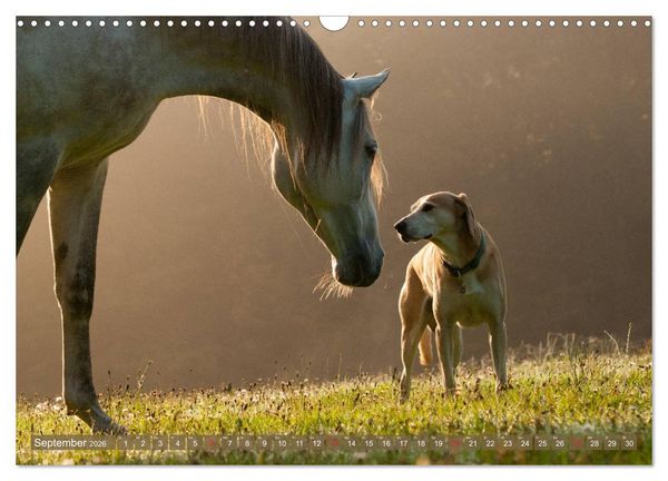 Produktbild: Pferd und Hund - Vierbeinige Freunde (Wandkalender 2026 DIN A3 quer), CALVENDO Monatskalender