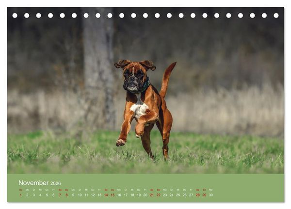 Produktbild: Fantastische Boxer - Sieger der Herzen (Tischkalender 2026 DIN A5 quer), CALVENDO Monatskalender