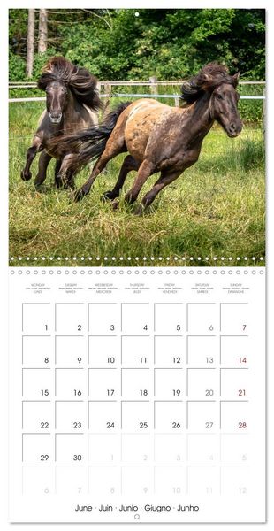 Produktbild: Charming Icelandic Horses (Wall Calendar 2026 12 &times; 12 Inch) CALVENDO 12 Month Wall Calendar