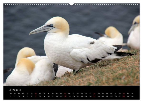 Produktbild: Faszinierendes Helgoland (hochwertiger Premium Wandkalender 2026 DIN A2 quer), Kunstdruck in Hochglanz
