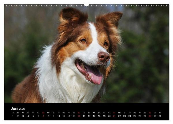 Produktbild: Border Collie 2026 (hochwertiger Premium Wandkalender 2026 DIN A2 quer), Kunstdruck in Hochglanz