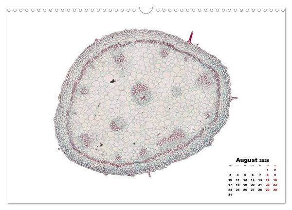 Produktbild: Pflanzen unter dem Mikroskop (Wandkalender 2026 DIN A3 quer), CALVENDO Monatskalender