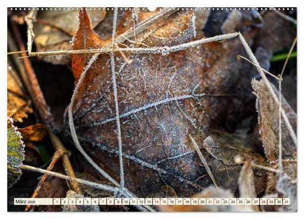 Produktbild: Mikrokosmos im Garten (hochwertiger Premium Wandkalender 2026 DIN A2 quer), Kunstdruck in Hochglanz