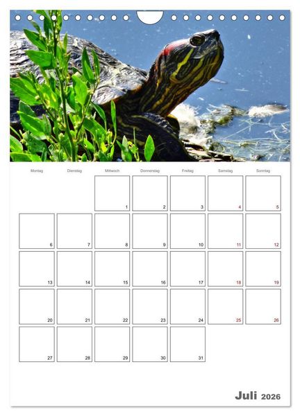 Produktbild: Langsame Schildkr&ouml;ten (Wandkalender 2026 DIN A4 hoch), CALVENDO Monatskalender