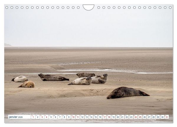 Produktbild: La c&ocirc;te picarde Le long des falaises (Calendrier mural 2026 DIN A4 vertical), CALVENDO calendrier mensuel