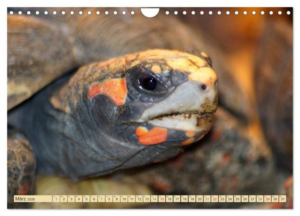 Produktbild: Schildkr&ouml;ten - Gepanzerte Urzeitwesen (Wandkalender 2026 DIN A4 quer), CALVENDO Monatskalender