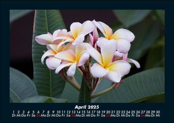 Produktbild: Blumenkalender 2025 Fotokalender DIN A5