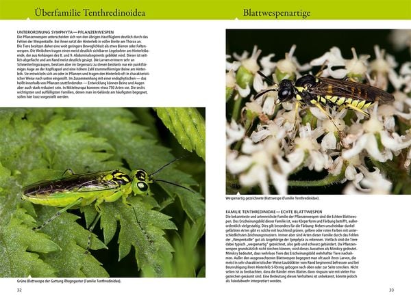 Produktbild: Bienen, Wespen, Ameisen