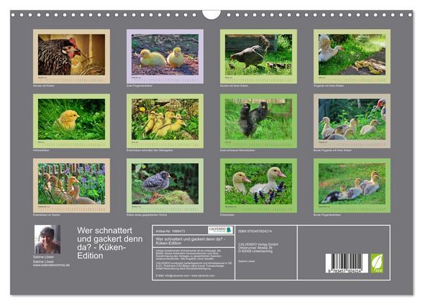 Produktbild: Wer schnattert und gackert denn da? - K&uuml;ken-Edition (Wandkalender 2026 DIN A3 quer), CALVENDO Monatskalender