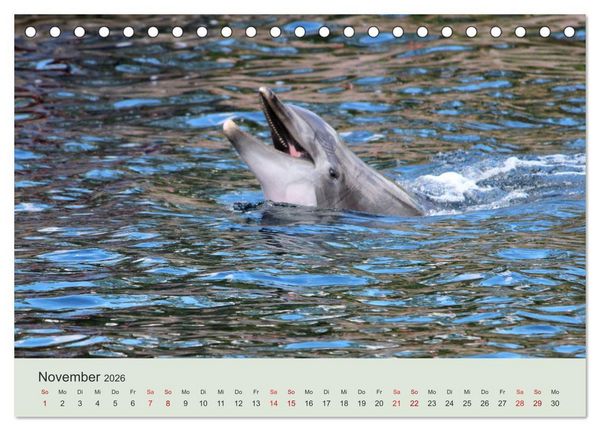 Produktbild: Die Welt der Delphine (Tischkalender 2026 DIN A5 quer), CALVENDO Monatskalender