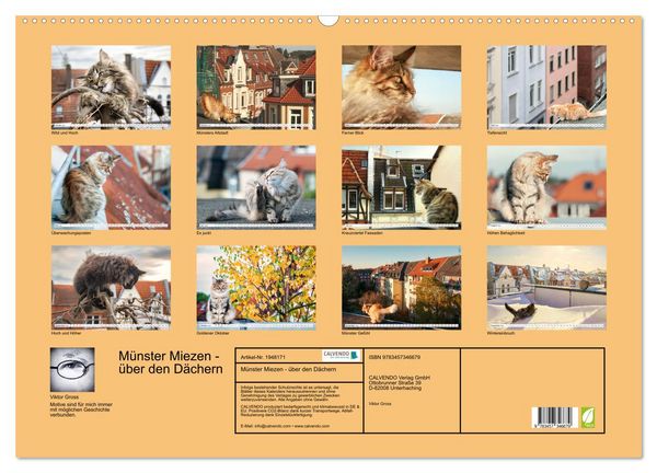 Produktbild: M&uuml;nster Miezen - &uuml;ber den D&auml;chern (Wandkalender 2026 DIN A2 quer), CALVENDO Monatskalender
