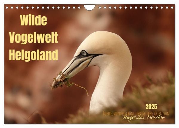 Wilde Vogelwelt Helgoland (Wandkalender 2025 DIN A4 quer), CALVENDO Monatskalender