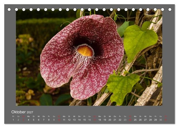 Produktbild: Madeiras Blumenwelt (Tischkalender 2027 DIN A5 quer), CALVENDO Monatskalender