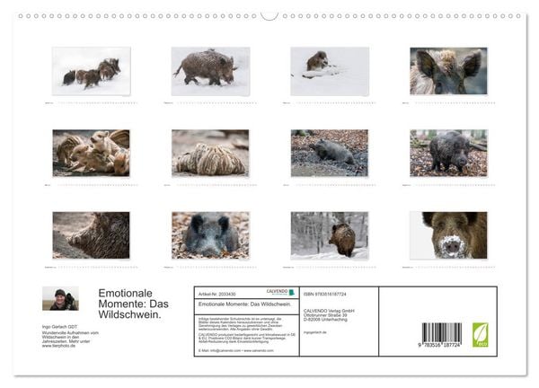 Produktbild: Emotionale Momente: Das Wildschwein. (hochwertiger Premium Wandkalender 2026 DIN A2 quer), Kunstdruck in Hochglanz