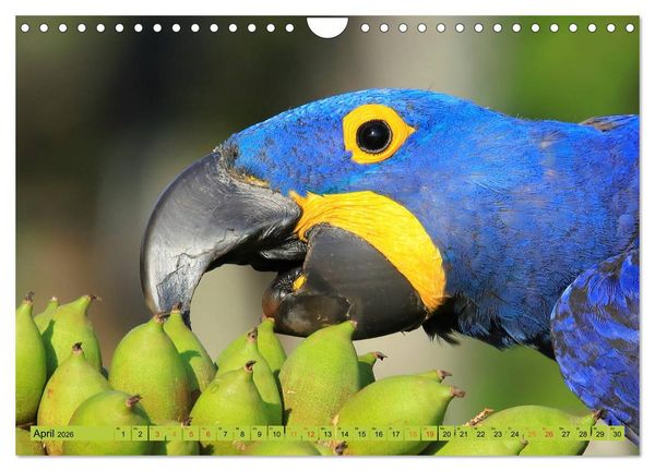 Produktbild: Aras im Pantanal (Wandkalender 2026 DIN A4 quer), CALVENDO Monatskalender