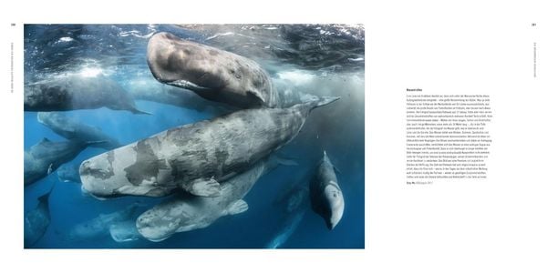 Produktbild: 60 Jahre Wildlife Fotografien des Jahres