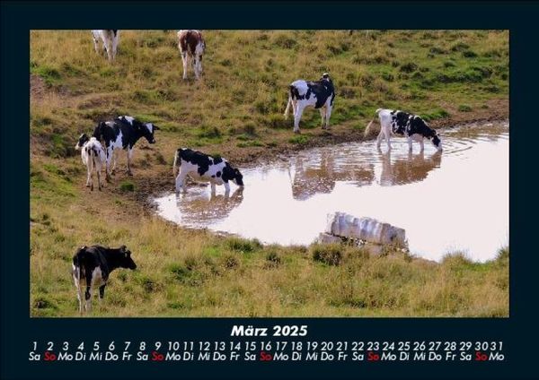 Produktbild: Kuhkalender 2025 Fotokalender DIN A5