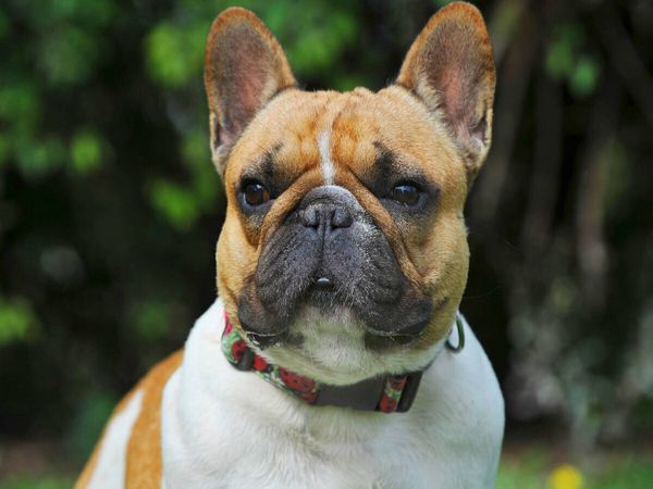 Produktbild: CALVENDO Puzzle Franz&ouml;sische Bulldogge - ein Freund f&uuml;r&acute;s Leben | 1000 Teile Lege-Gr&ouml;&szlig;e 64x48cm Foto-Puzzle f&uuml;r gl&uuml;ckliche Stunden