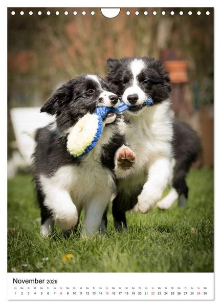 Produktbild: Border Collie Zuckerschnuten (Wandkalender 2026 DIN A4 hoch), CALVENDO Monatskalender