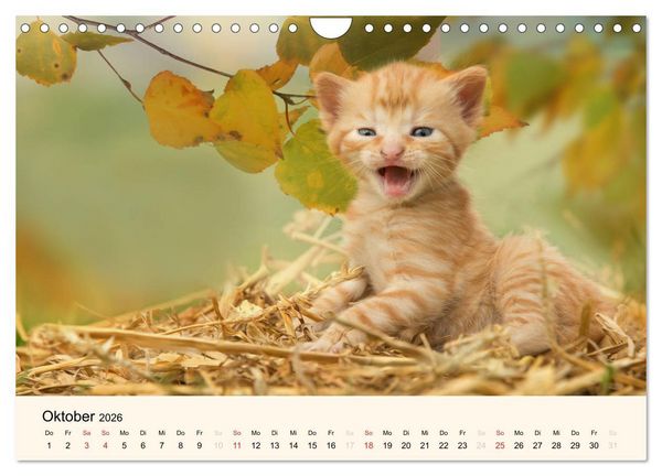 Produktbild: S&uuml;&szlig;e Stubentiger - Katzenkinder (Wandkalender 2026 DIN A4 quer), CALVENDO Monatskalender