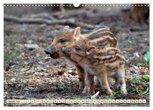Produktbild: Unverwechselbar - Wildschwein (Wandkalender 2026 DIN A3 quer), CALVENDO Monatskalender