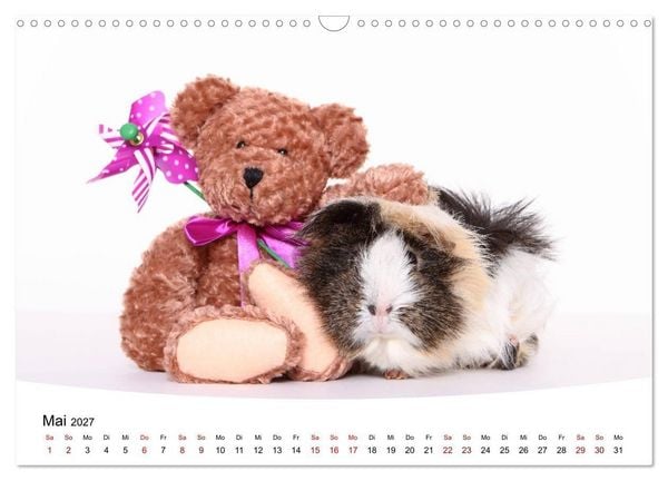 Produktbild: Niedliche Meerschweinchen (Wandkalender 2027 DIN A3 quer), CALVENDO Monatskalender