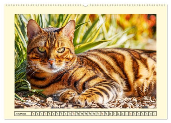 Produktbild: Toyger Katzen. Der exotische Mini-Tiger im Garten (hochwertiger Premium Wandkalender 2026 DIN A2 quer), Kunstdruck in Hochglanz