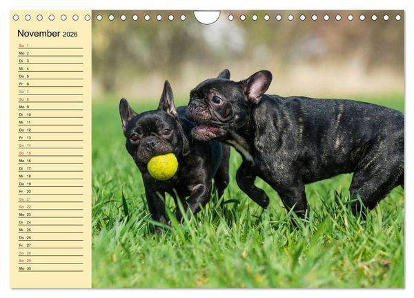 Produktbild: Franz&ouml;sische Bulldogge - Clown auf 4 Pfoten (Wandkalender 2026 DIN A4 quer), CALVENDO Monatskalender