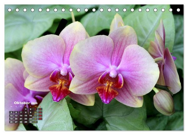 Produktbild: Pr&auml;chtige Orchideen (Tischkalender 2026 DIN A5 quer), CALVENDO Monatskalender
