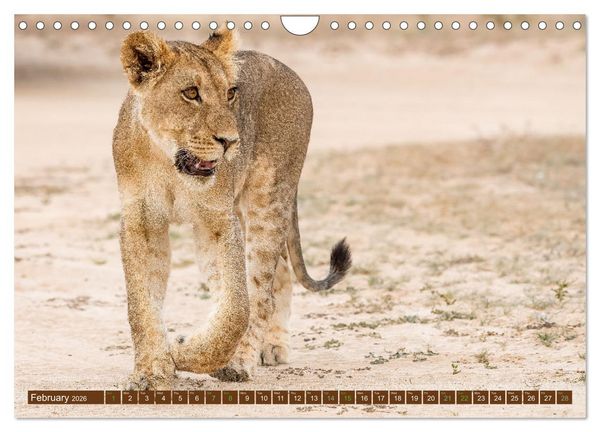 Produktbild: Lions of Southern Africa (Wall Calendar 2026 DIN A4 landscape), CALVENDO 12 Month Wall Calendar