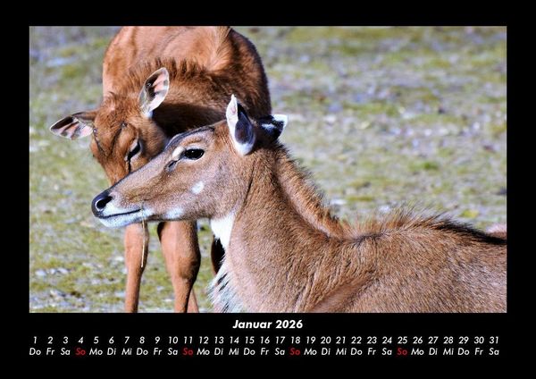 Produktbild: Der Tierkalender 2026 Fotokalender DIN A3