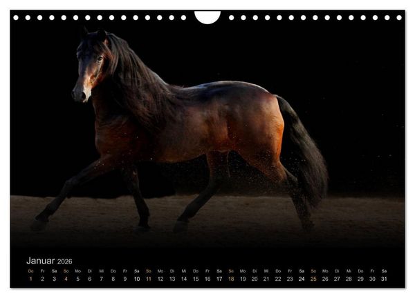 Produktbild: Magische Momente - Pferde Horses Caballos (Wandkalender 2026 DIN A4 quer), CALVENDO Monatskalender