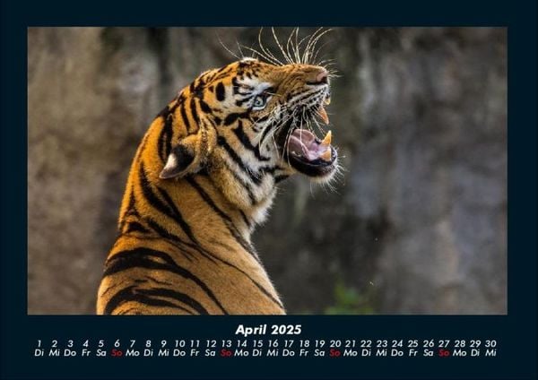 Produktbild: Tiger 2025 Fotokalender DIN A4