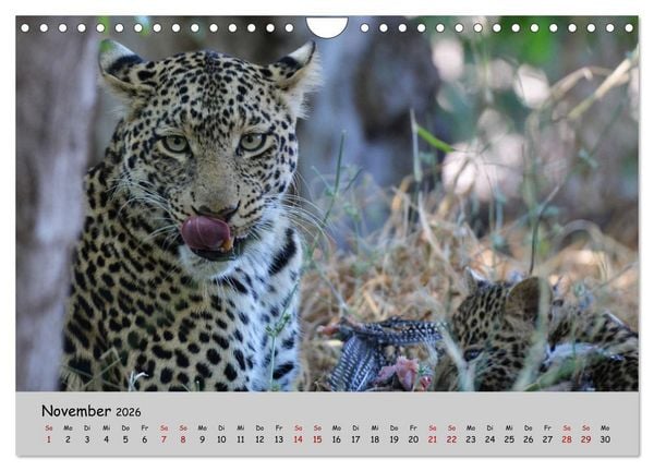 Produktbild: Leoparden - gro&szlig; und klein (Wandkalender 2026 DIN A4 quer), CALVENDO Monatskalender