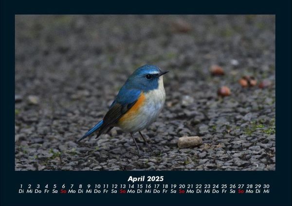Produktbild: Tiere in der Wildnis 2025 Fotokalender DIN A4