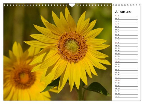 Produktbild: Ein Jahr lang Sonnenblumen (Wandkalender 2026 DIN A3 quer), CALVENDO Monatskalender